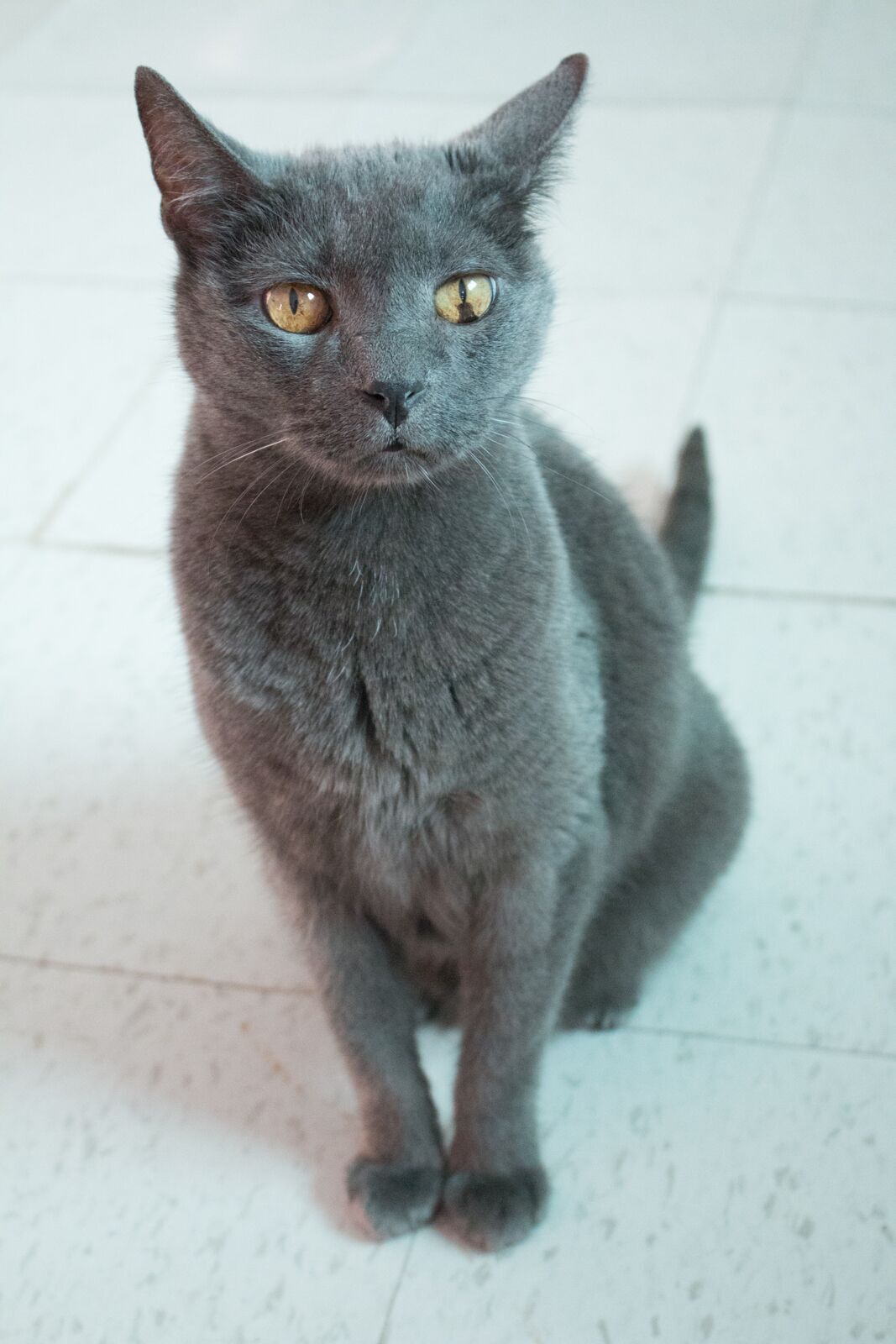 Mouse